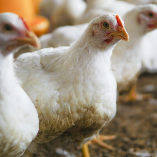 The white chicken in a farm