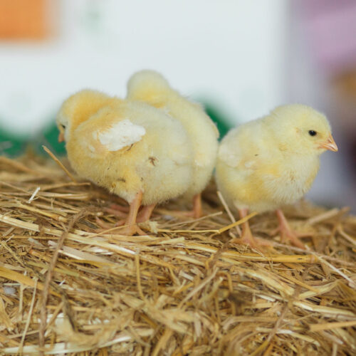 Little chicks on the hay. Easter concept.