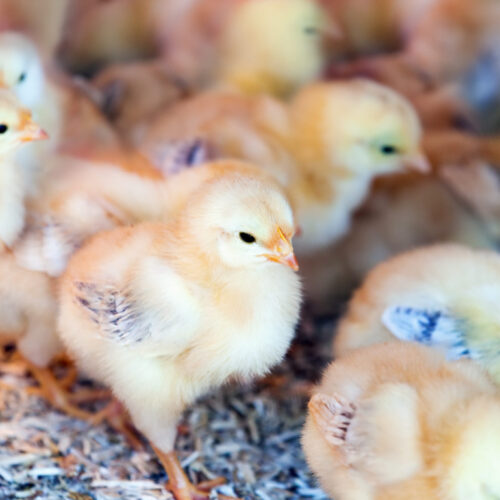 little yellow chicks at farm