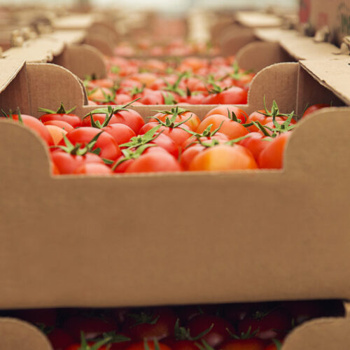 red-fresh-tomatoes-gathered-into-a-cardboaard-boxes-for-purchasing-2048x1365