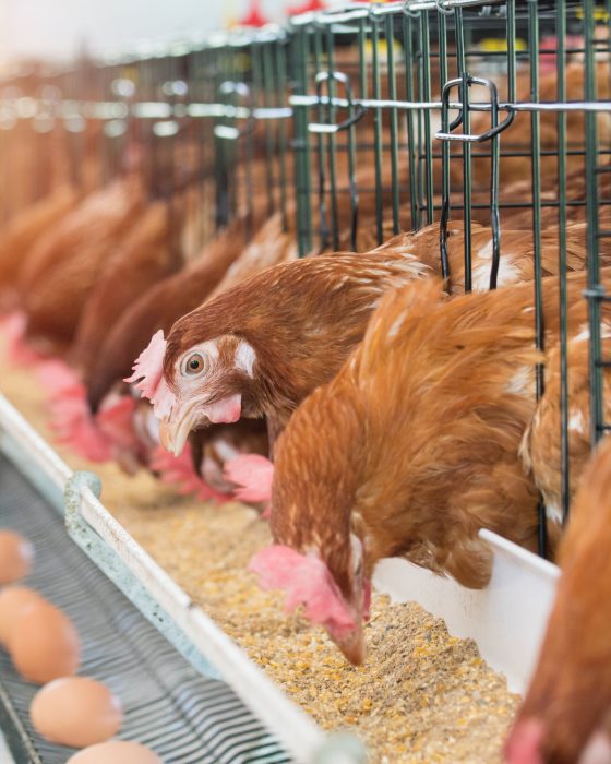 Hen, Chicken eggs and chickens eating food in farm